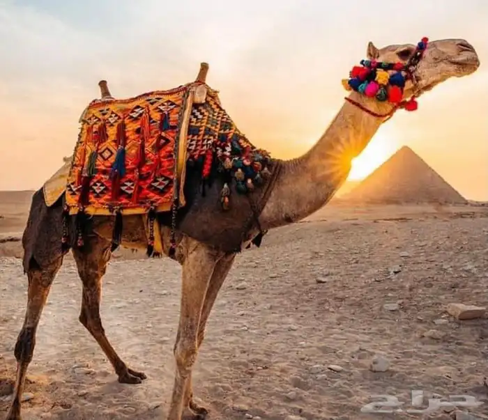  خاتم عقيق يماني مصور 1