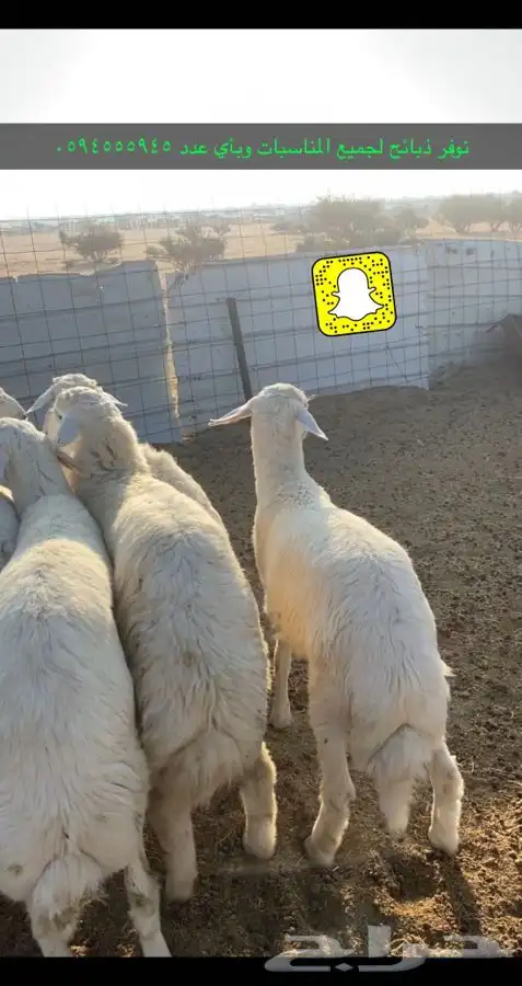 نوفر ذبائح لأهل المناسبات والمطابخ 0