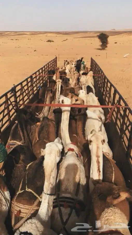 تريلا نقل ابل وراس سحب غرف اتصال 0