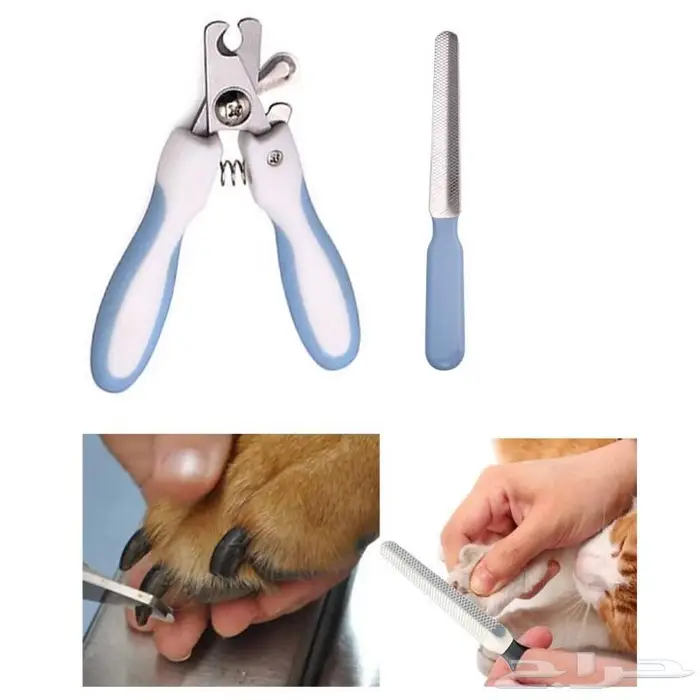 طيور زينة للبيع ومستلزماتها محل نوادر خميس مشيط 12