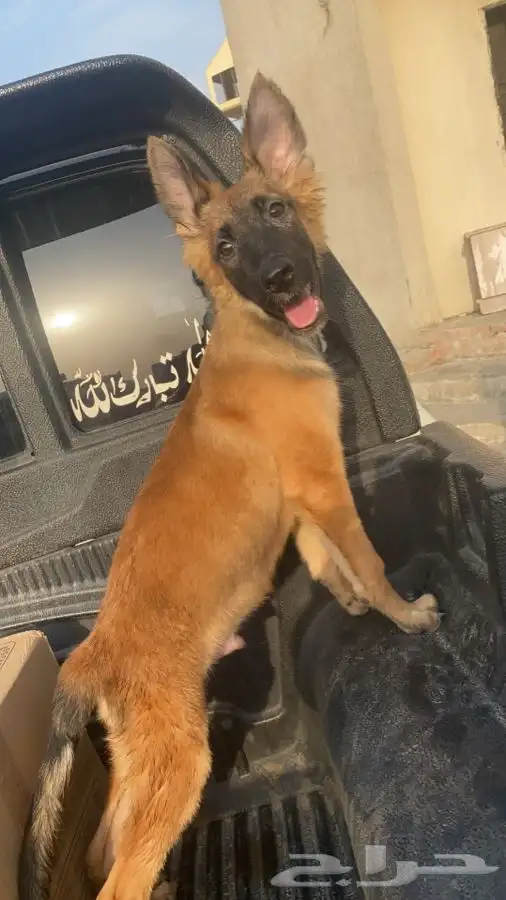 توصيل شحن كلاب قطط طيور الغربيه الرياض الشرقيه 10