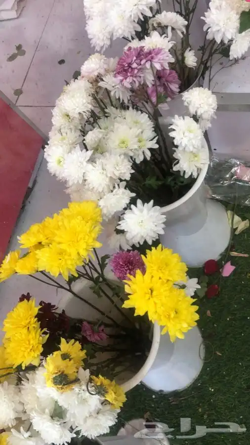ورد وفل بكل أنواعها 13