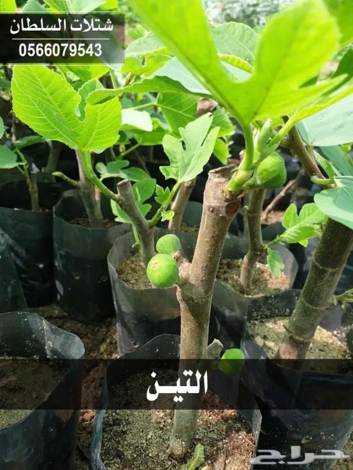 شتلات السلطان . 0566079543 1