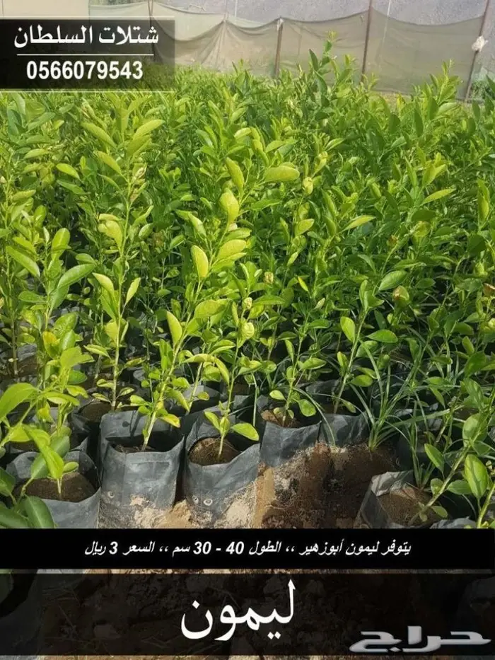 شتلات السلطان . 0566079543 24