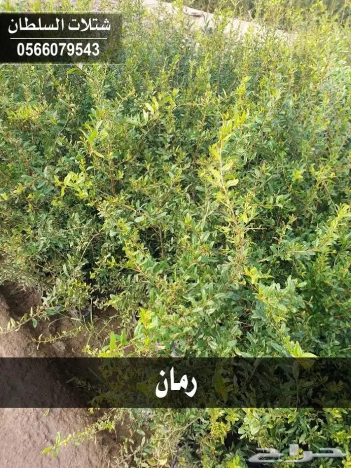 شتلات السلطان . 0566079543 29