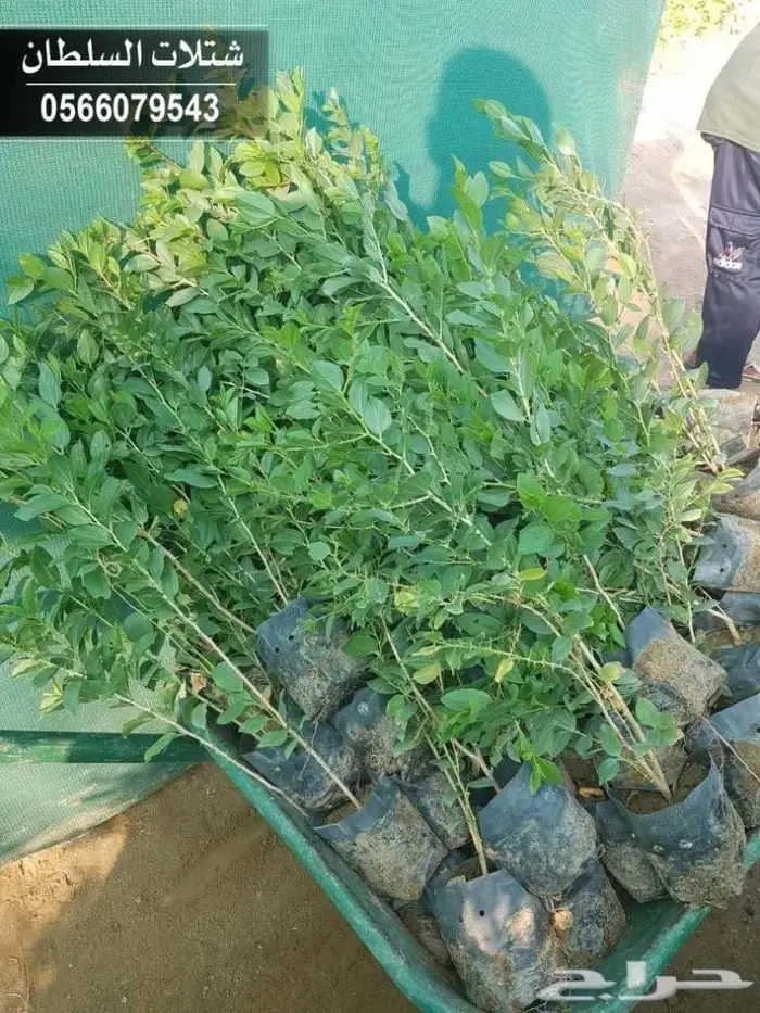 شتلات السلطان . 0566079543 52