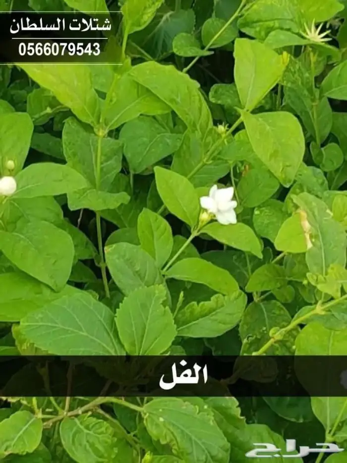 شتلات السلطان . 0566079543 58