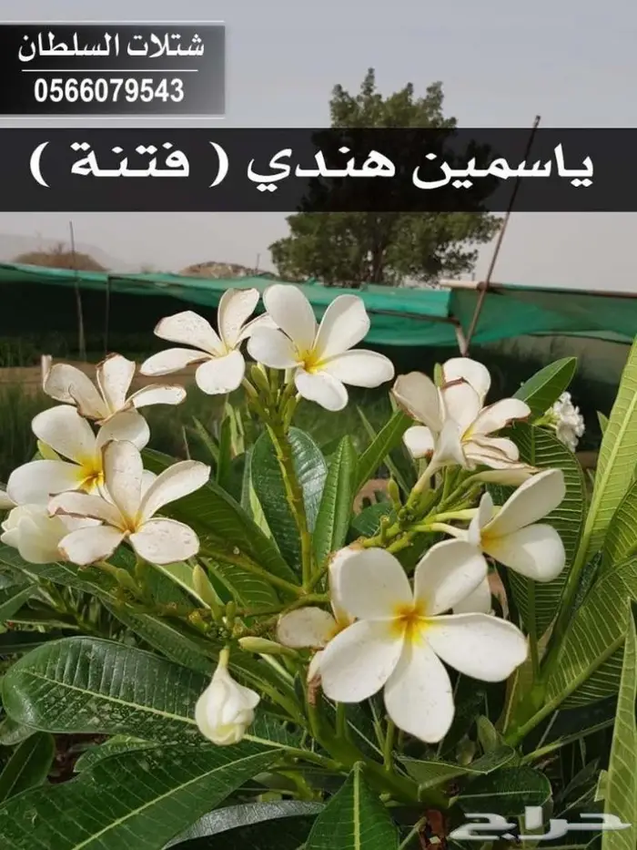 شتلات السلطان . 0566079543 79