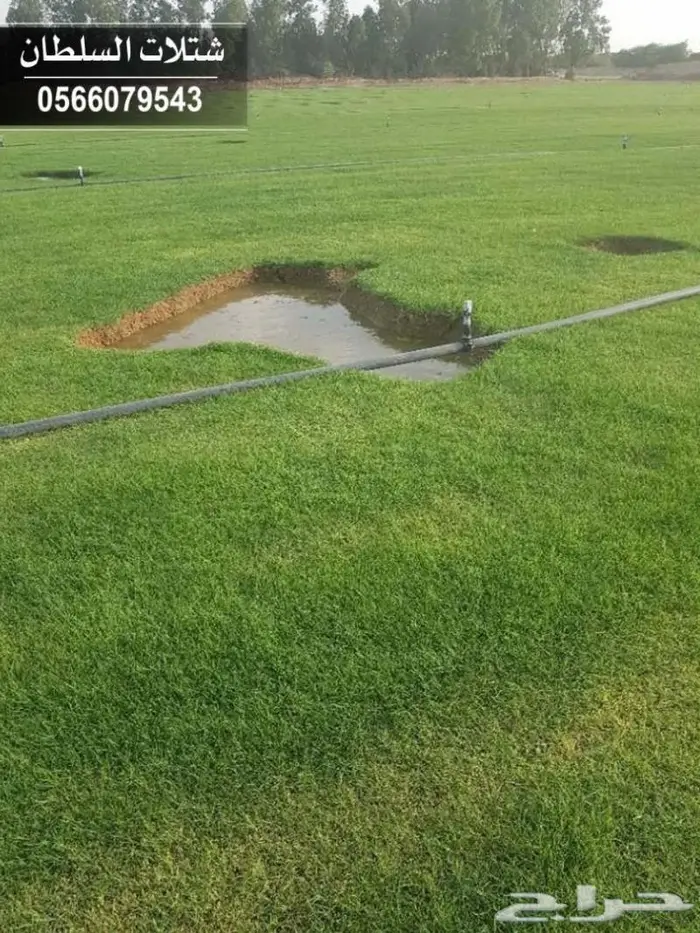 شتلات السلطان . 0566079543 94