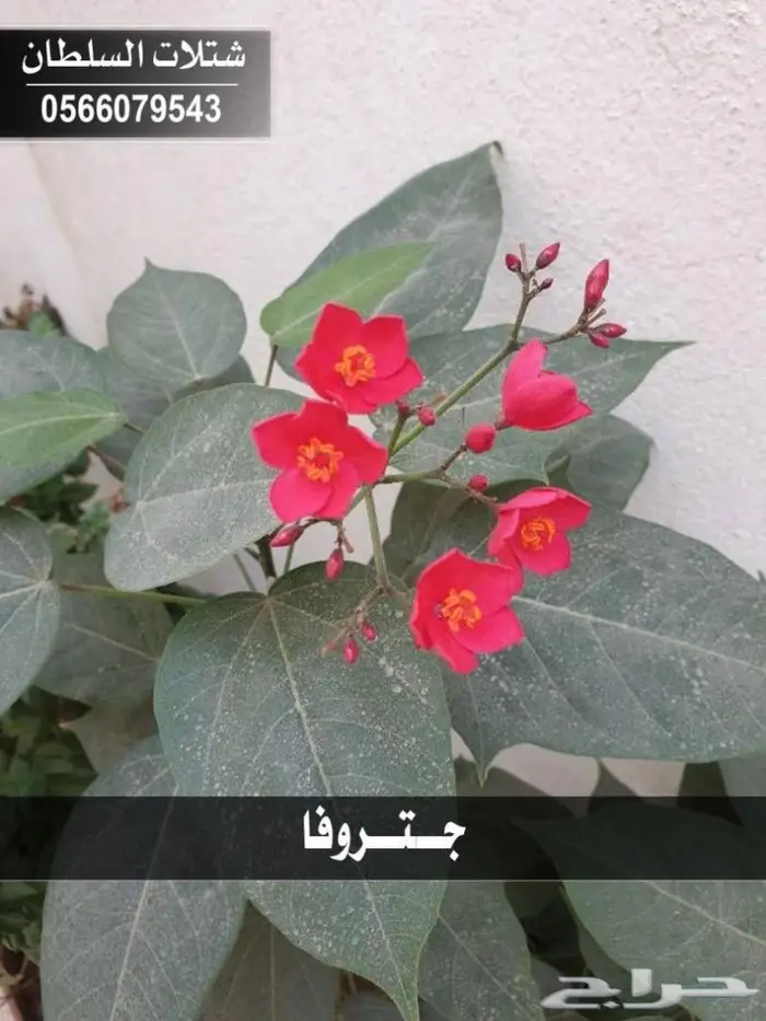 شتلات السلطان . 0566079543 91