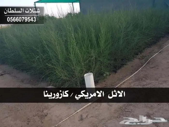 شتلات السلطان . 0566079543 22