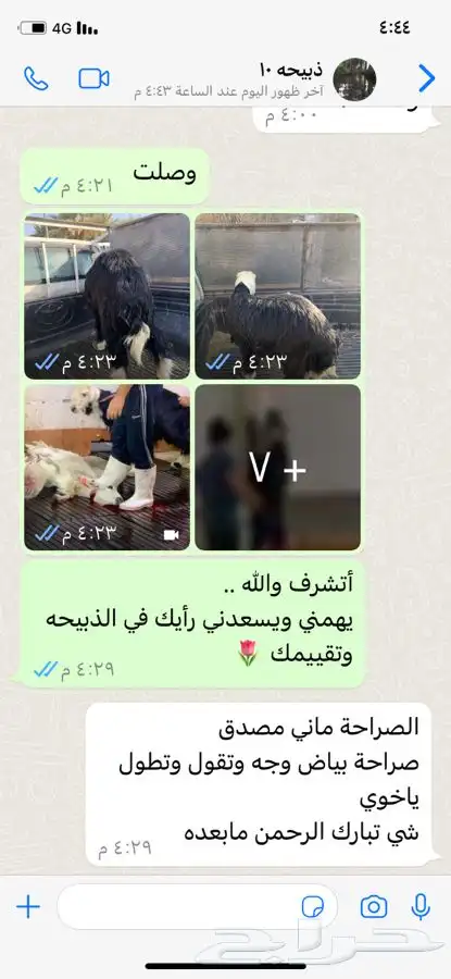 ذبايح طليان وتيوس مع الذبح والتوصيل أو الطبخ حسب الرغبه 17