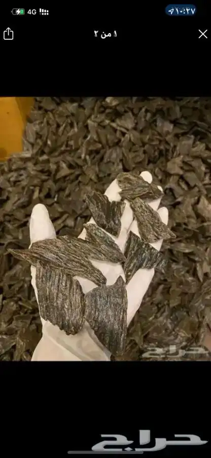 عود كلمنتان 0