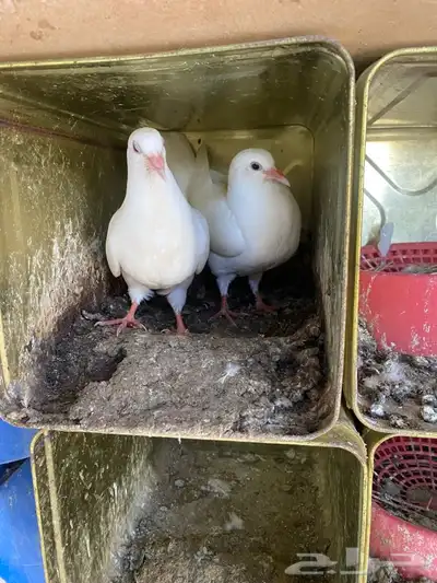 زغاليل فرنسي لاحم سوبر جامبو 12