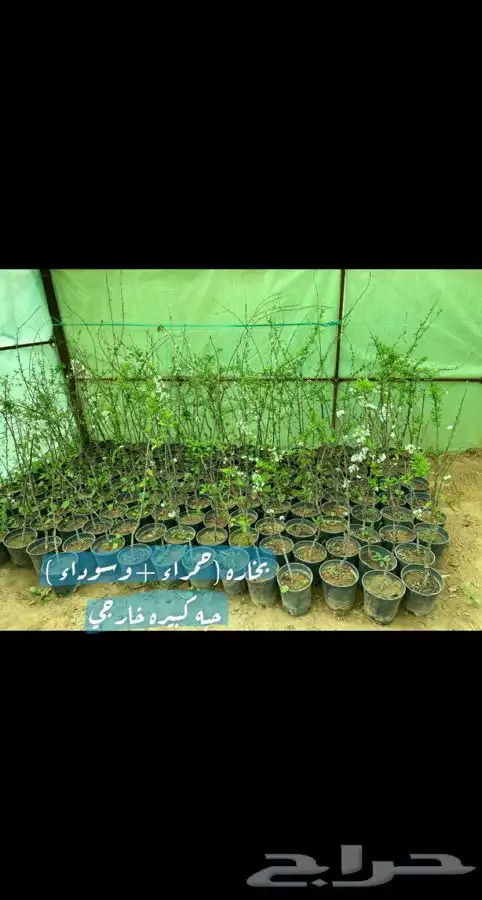 شتل فواكه مثمره 14