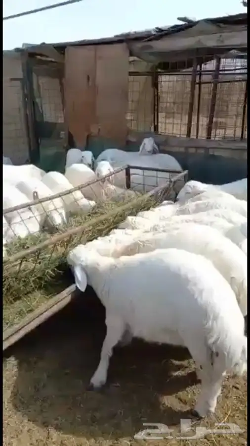 طليان ورخال وسواكن 0