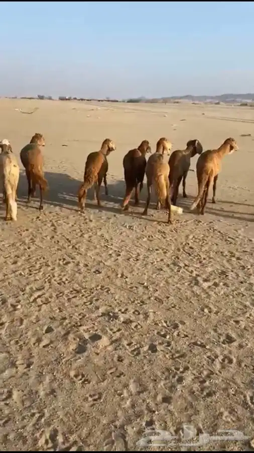 طليان ورخال وسواكن 1