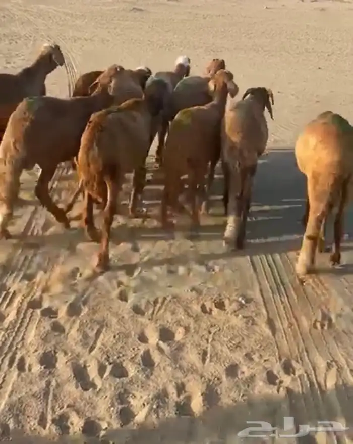 طليان ورخال وسواكن 2