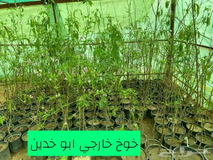 شتل فواكه مثمره 15