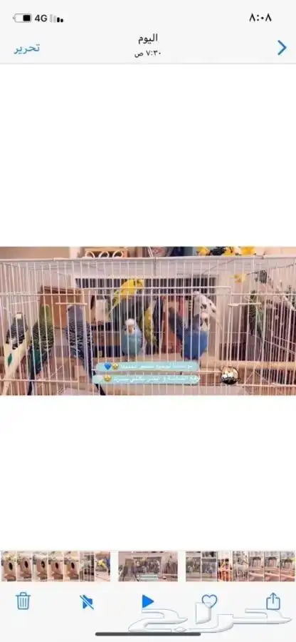 طيور الحب بادجي متوفر تمارا 7
