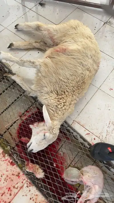 رخال وطليان وتيوس مع السلخ والتوصيل داخل مكه 2