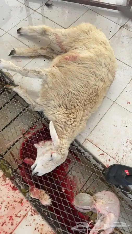 رخال وطليان وتيوس مع السلخ والتوصيل داخل مكه 2