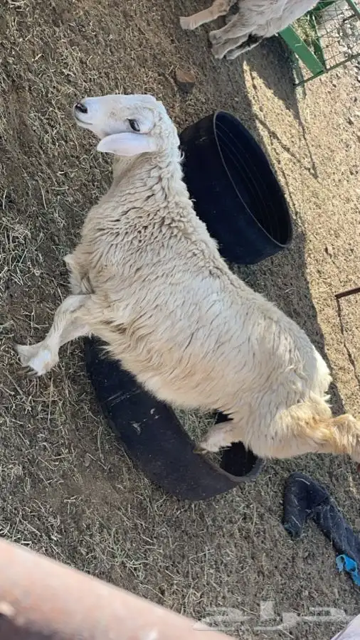 رخال وطليان وتيوس مع السلخ والتوصيل داخل مكه 1