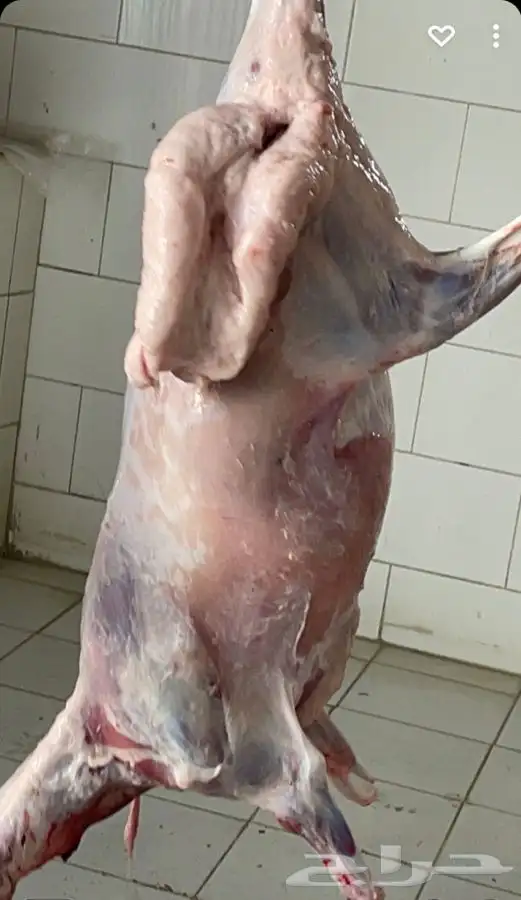 رخال وطليان وتيوس مع السلخ والتوصيل داخل مكه 0