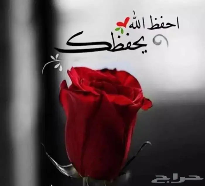 تأجير نطيطات زحاليق متاهات 12