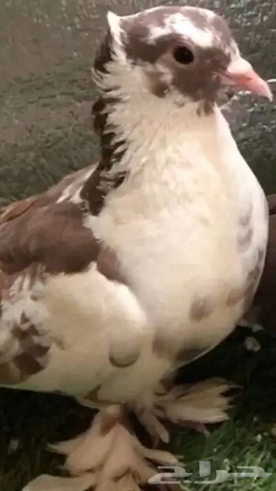 حمام صنعاني  8