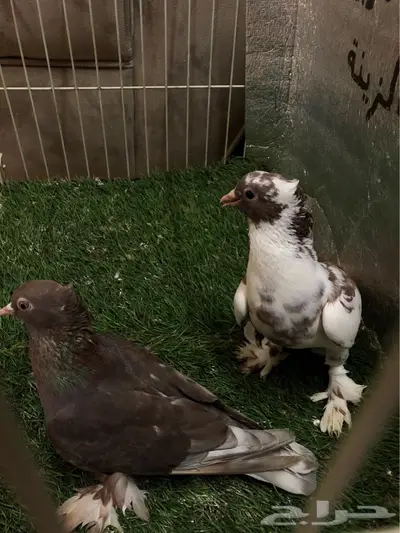 حمام صنعاني  0