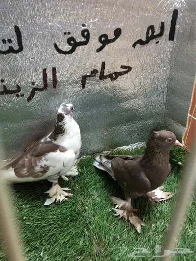 حمام صنعاني  2