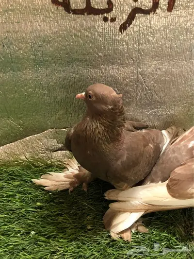 حمام صنعاني  3