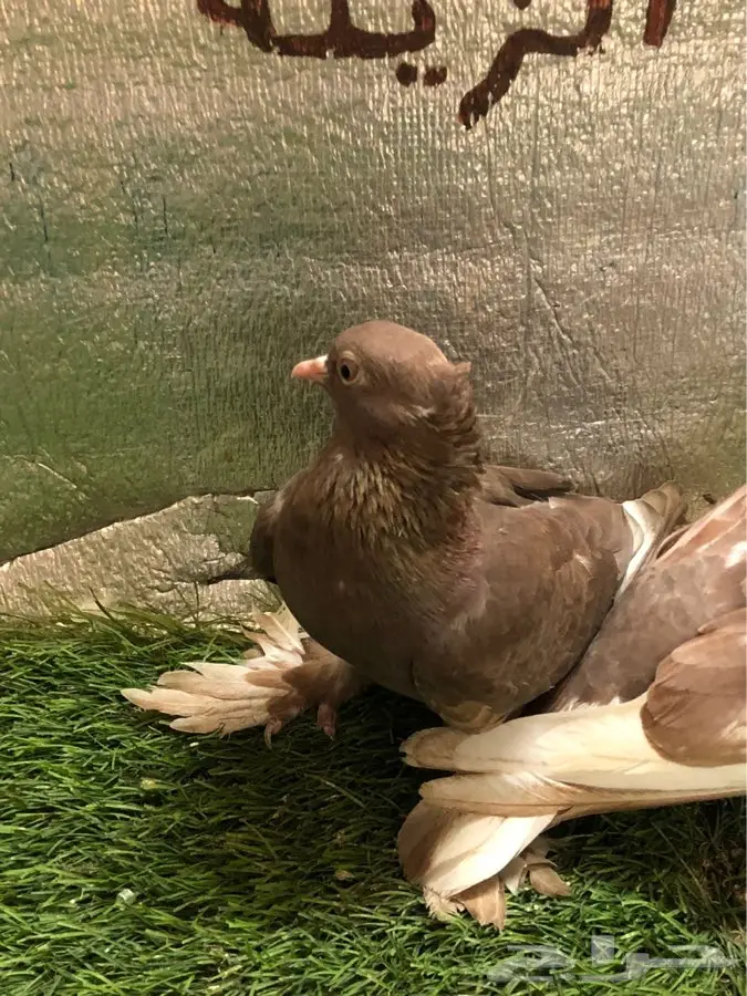 حمام صنعاني  3