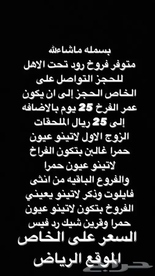 فروخ روز لاتينو وا قرين شيك رد فيس(تم البيع) 0