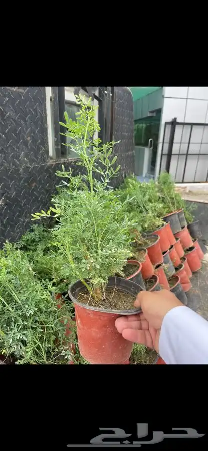 مشاتل التكامل 0533351329 10