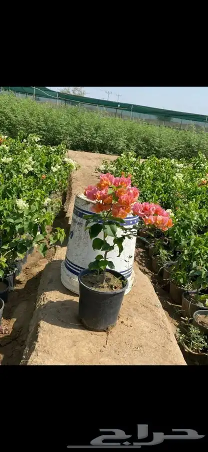 مشاتل التكامل 0533351329 9