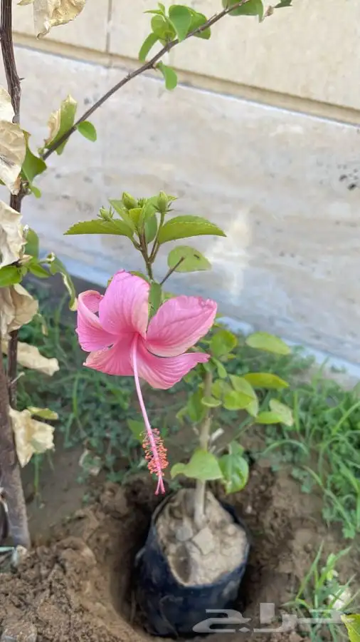 مشاتل التكامل 0533351329 0