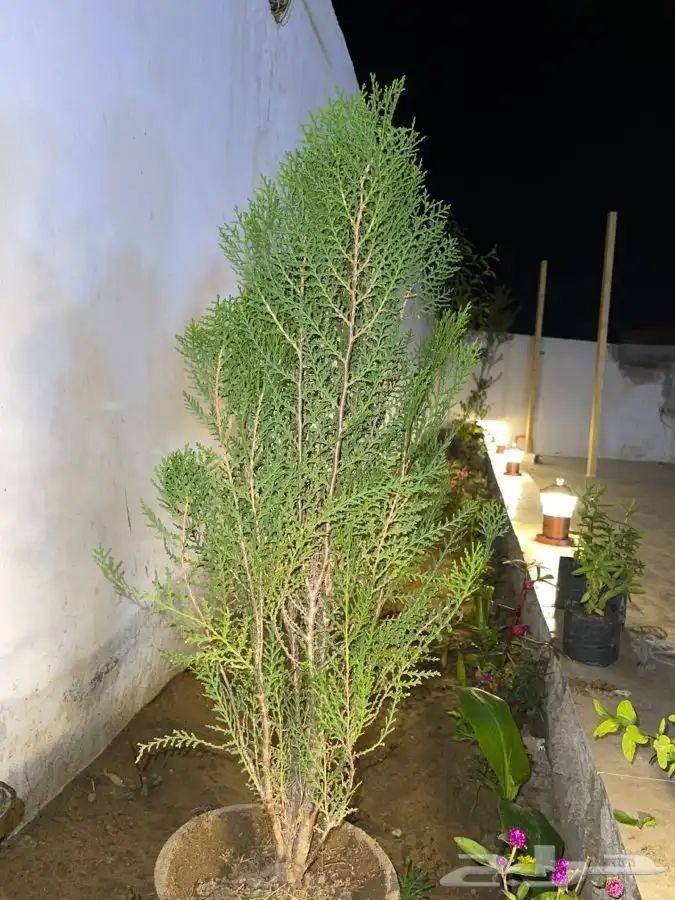 مشاتل التكامل 0533351329 6