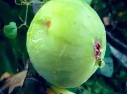 اشجار خوخ تين عنب رمان فركس 6
