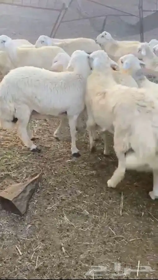 طليان جبره مناسبات مشروطه 3