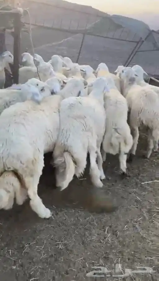 طليان جبره مناسبات مشروطه 2