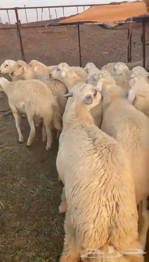طليان جبره مناسبات مشروطه 1