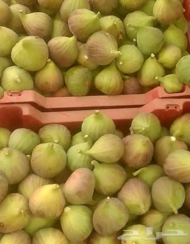 اشجار خوخ تين عنب رمان فركس 10