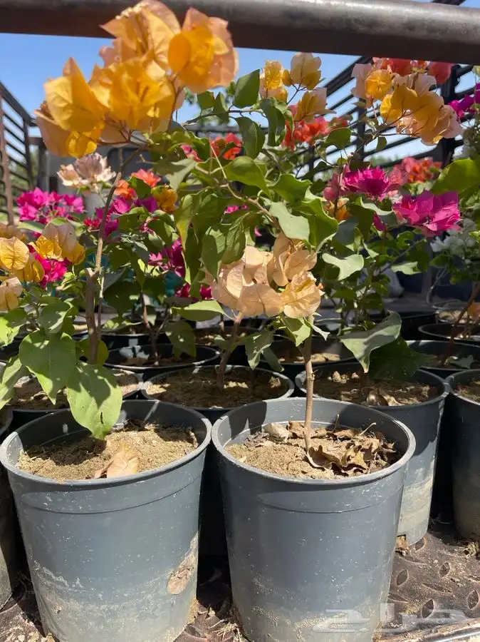 مشاتل التكامل 0533351329 1