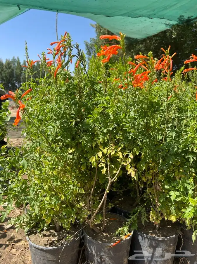 مشاتل التكامل 0533351329 3