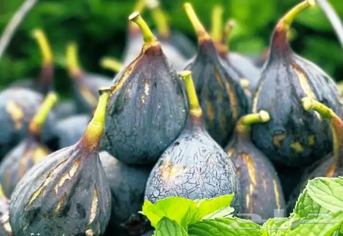 اشجار خوخ تين عنب رمان فركس 7