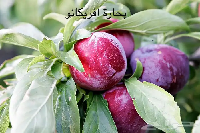 اشجار خوخ تين عنب رمان فركس 4