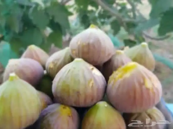 اشجار خوخ تين عنب رمان فركس 8