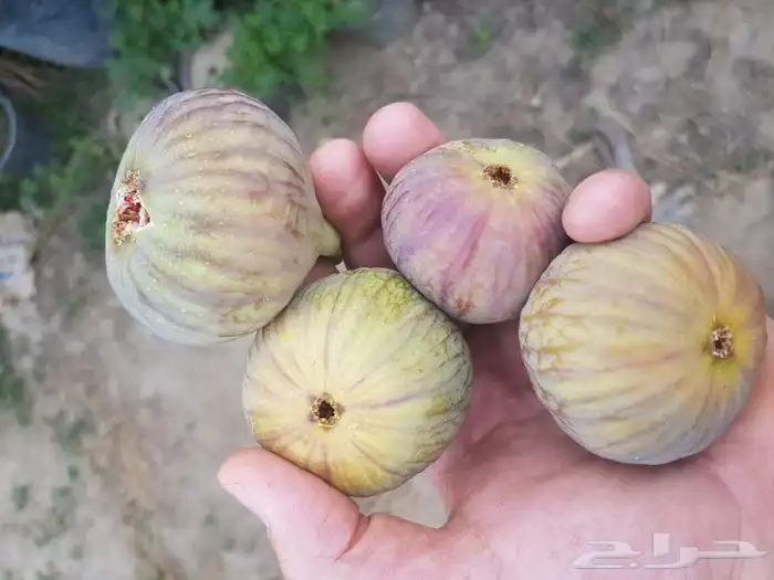 اشجار خوخ تين عنب رمان فركس 9